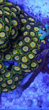 [TodoMarino.com] Zoanthus Utter chaos & scrambled eggs