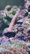 [TodoMarino.com] Esquejes coral madrid