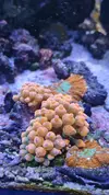 [TodoMarino.com] Esquejes coral madrid