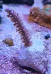[TodoMarino.com] Esquejes coral madrid