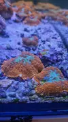 [TodoMarino.com] Esquejes coral madrid