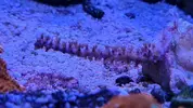 [TodoMarino.com] Esquejes coral madrid