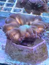 [TodoMarino.com] Identificar coral