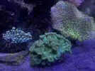 [TodoMarino.com] Vendo turbinaria y esquejes de Sarcophyton