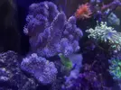 [TodoMarino.com] Vendo turbinaria y esquejes de Sarcophyton