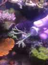 [TodoMarino.com] Acros lps blandos y caracoles