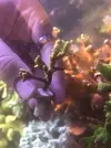 [TodoMarino.com] Acros lps blandos y caracoles