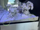 [TodoMarino.com] Nuevo acuario y nuevo miembro