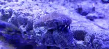 [TodoMarino.com] BIOTOPO LAGOON CON MEDUSAS, MANGLE Y MACROALGAS