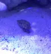 [TodoMarino.com] BIOTOPO LAGOON CON MEDUSAS, MANGLE Y MACROALGAS