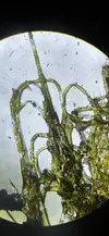 [TodoMarino.com] Identificación de algas