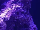 [TodoMarino.com] Mini caracoles blancos en roca, es plaga??
