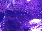 [TodoMarino.com] Mini caracoles blancos en roca, es plaga??
