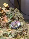 [TodoMarino.com] Coral enfermo