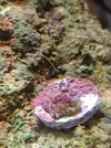 [TodoMarino.com] Coral enfermo