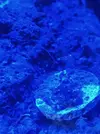 [TodoMarino.com] Coral enfermo