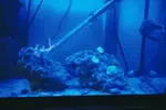 [TodoMarino.com] Coral enfermo