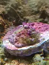 [TodoMarino.com] Coral enfermo