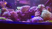 [TodoMarino.com] RedSea Reef 250 + Sump