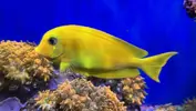[TodoMarino.com] Vendo animales por desmonte