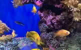 [TodoMarino.com] Vendo animales por desmonte