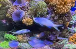 [TodoMarino.com] Vendo animales por desmonte