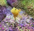 [TodoMarino.com] Vendo animales por desmonte
