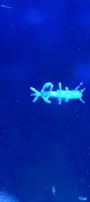 [TodoMarino.com] Que es? un nudibranquio, un isópodo?