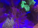 [TodoMarino.com] Lobophyton enorme