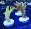 [TodoMarino.com] Esquejes LPS y SPS Barcelona