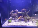 [TodoMarino.com] Se puede cerrar todo vendidoLote peces, corales e invertebrados