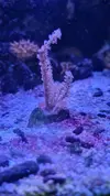 [TodoMarino.com] Gorgonia Rosa, dicosomas premium, rodactis, y anemosnas