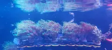 [TodoMarino.com] Coral LPS Galaxea Coslada-Madrid