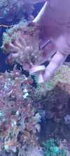 [TodoMarino.com] Coral LPS Galaxea Coslada-Madrid