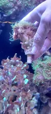 [TodoMarino.com] Coral LPS Galaxea Coslada-Madrid