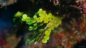 [TodoMarino.com] Busco Halimeda