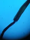 [TodoMarino.com] Recomendación Microscopio