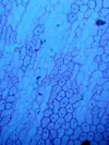 [TodoMarino.com] Recomendación Microscopio