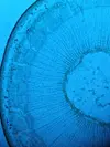 [TodoMarino.com] Recomendación Microscopio