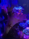 [TodoMarino.com] Lobophyton enorme