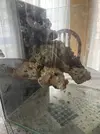 [TodoMarino.com] Pico reef