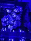 [TodoMarino.com] Pico reef