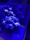 [TodoMarino.com] Pico reef