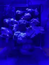 [TodoMarino.com] Pico reef