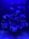 [TodoMarino.com] Pico reef