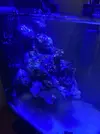 [TodoMarino.com] Pico reef