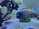 [TodoMarino.com] Venta de Nigricans