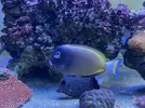 [TodoMarino.com] Venta de Nigricans