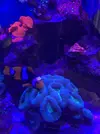 [TodoMarino.com] Vendo Pez payaso