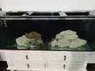[TodoMarino.com] Acuario 280 litros sin sump